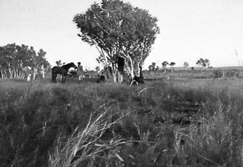 Arafura Swamp